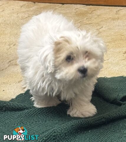 Maltese x Shih Tzu Puppies