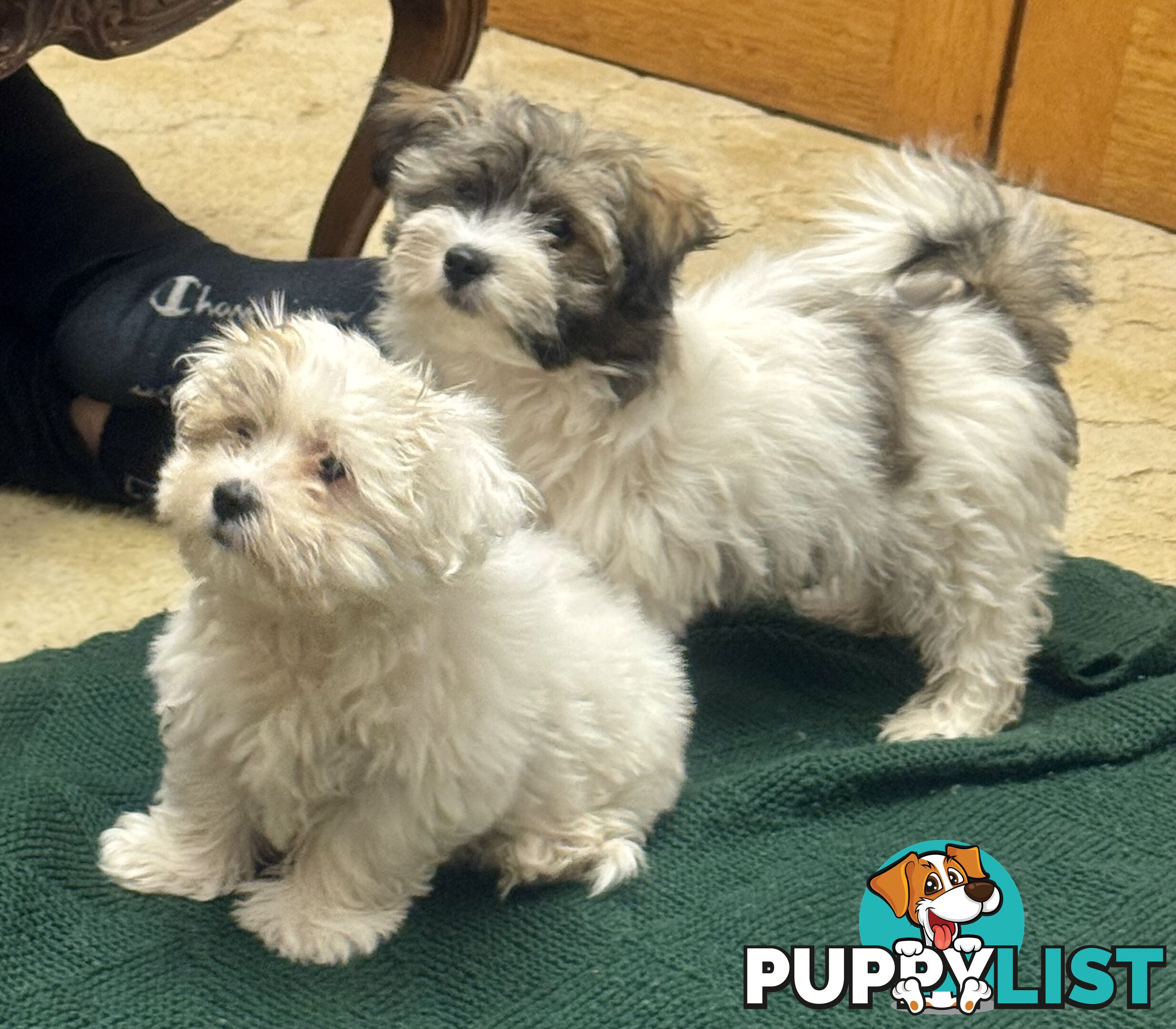 Maltese x Shih Tzu Puppies