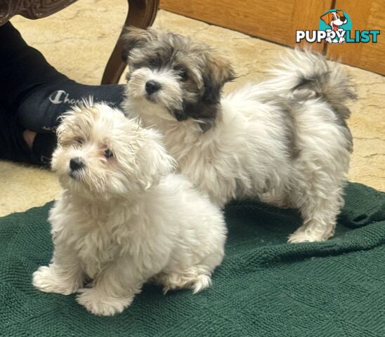 Maltese x Shih Tzu Puppies