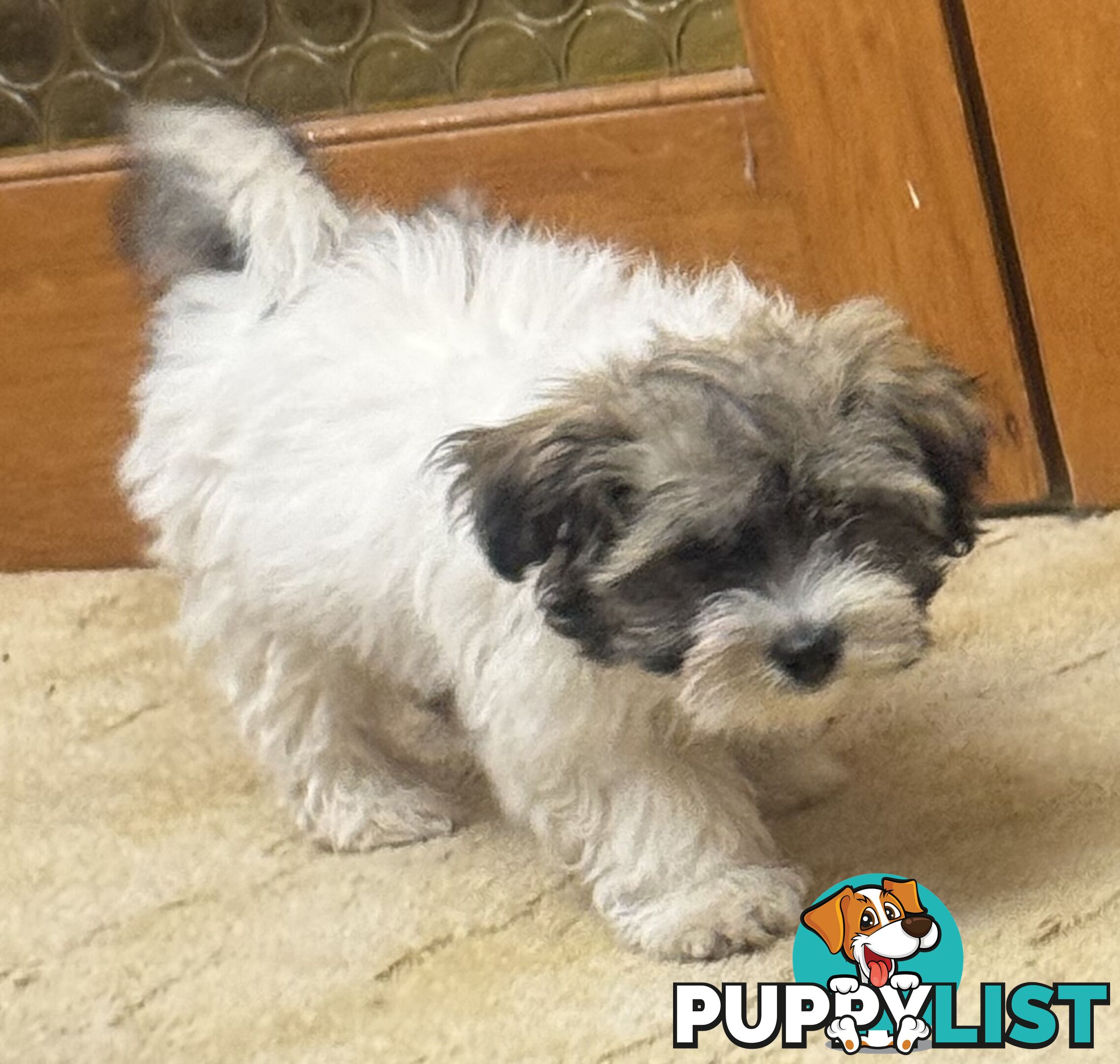 Maltese x Shih Tzu Puppies