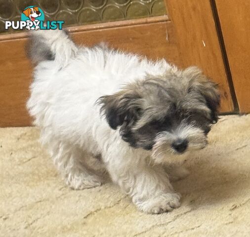 Maltese x Shih Tzu Puppies