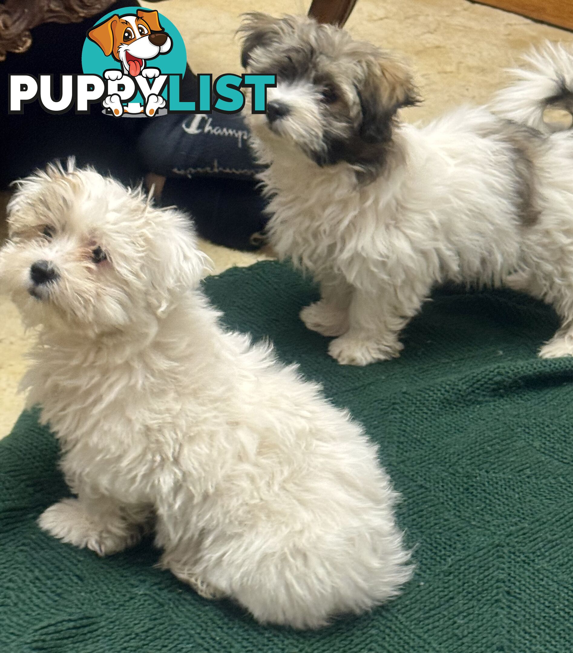 Maltese x Shih Tzu Puppies