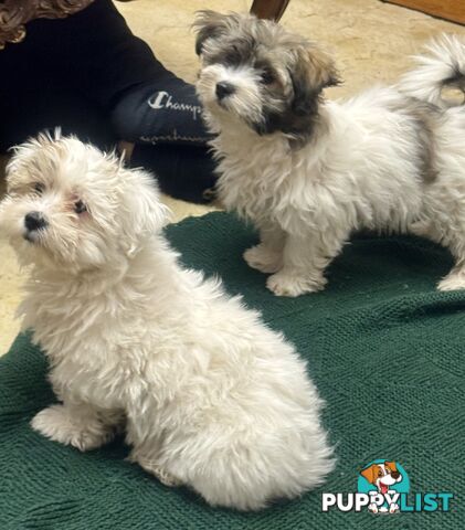 Maltese x Shih Tzu Puppies