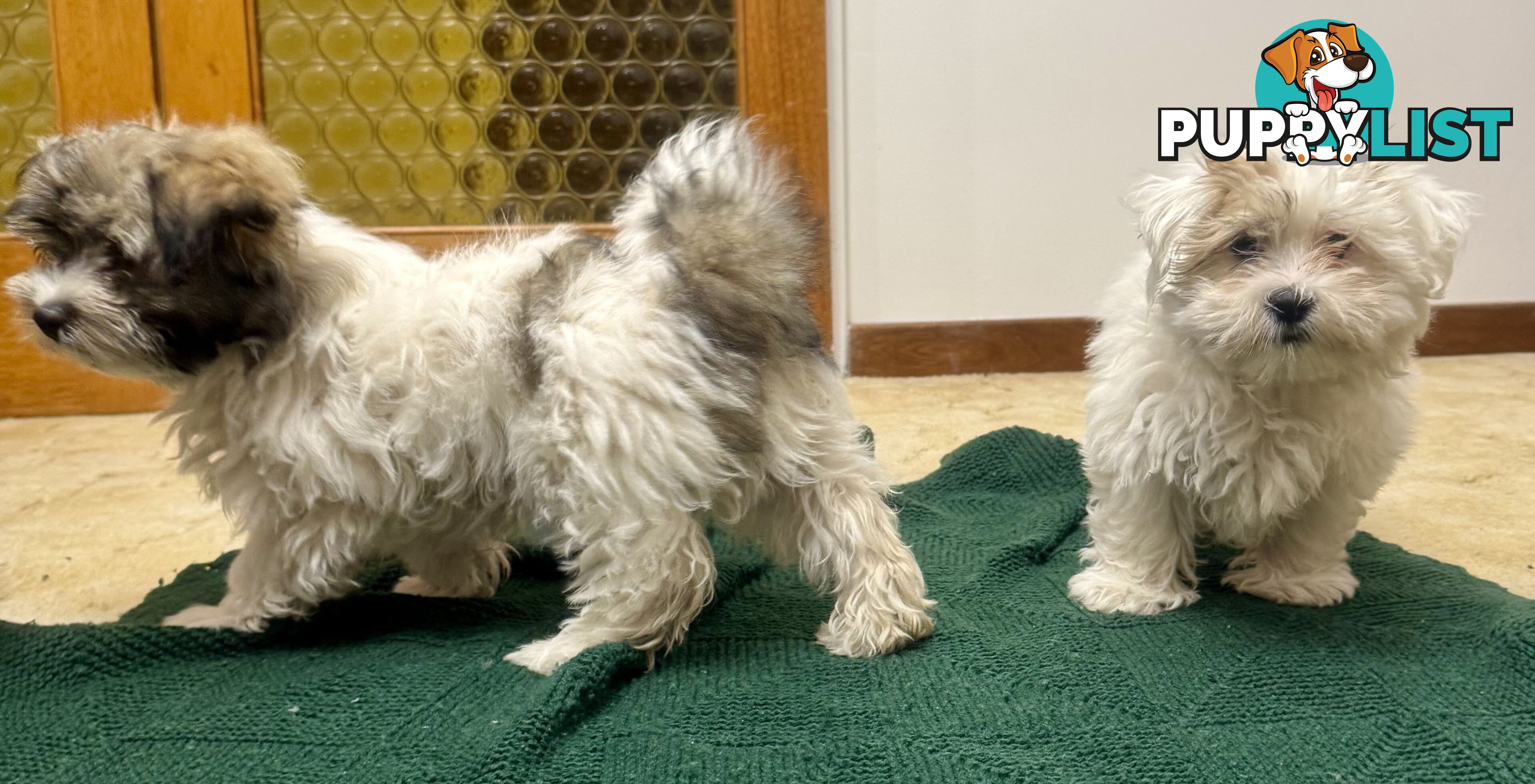 Maltese x Shih Tzu Puppies
