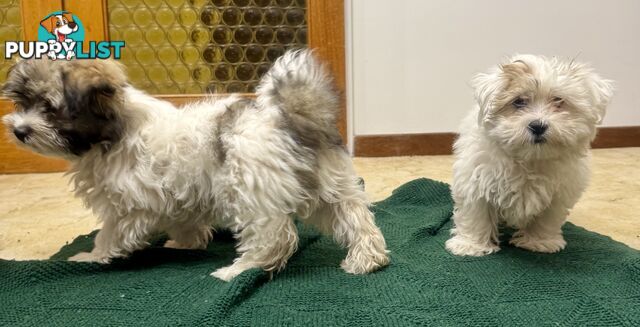 Maltese x Shih Tzu Puppies