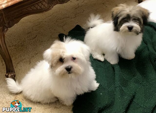 Maltese x Shih Tzu Puppies