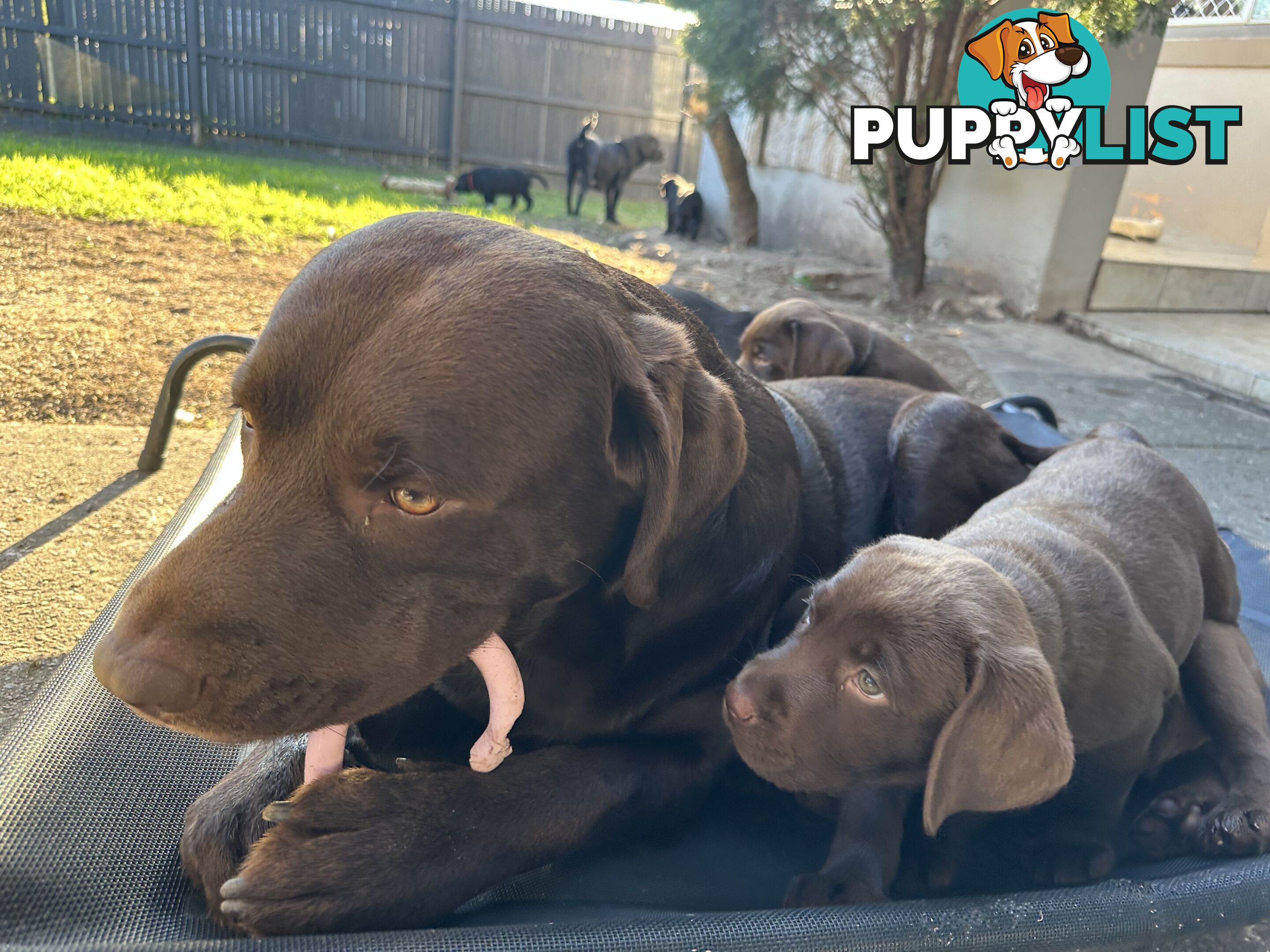 Chocolate and black Labrador purebred puppies