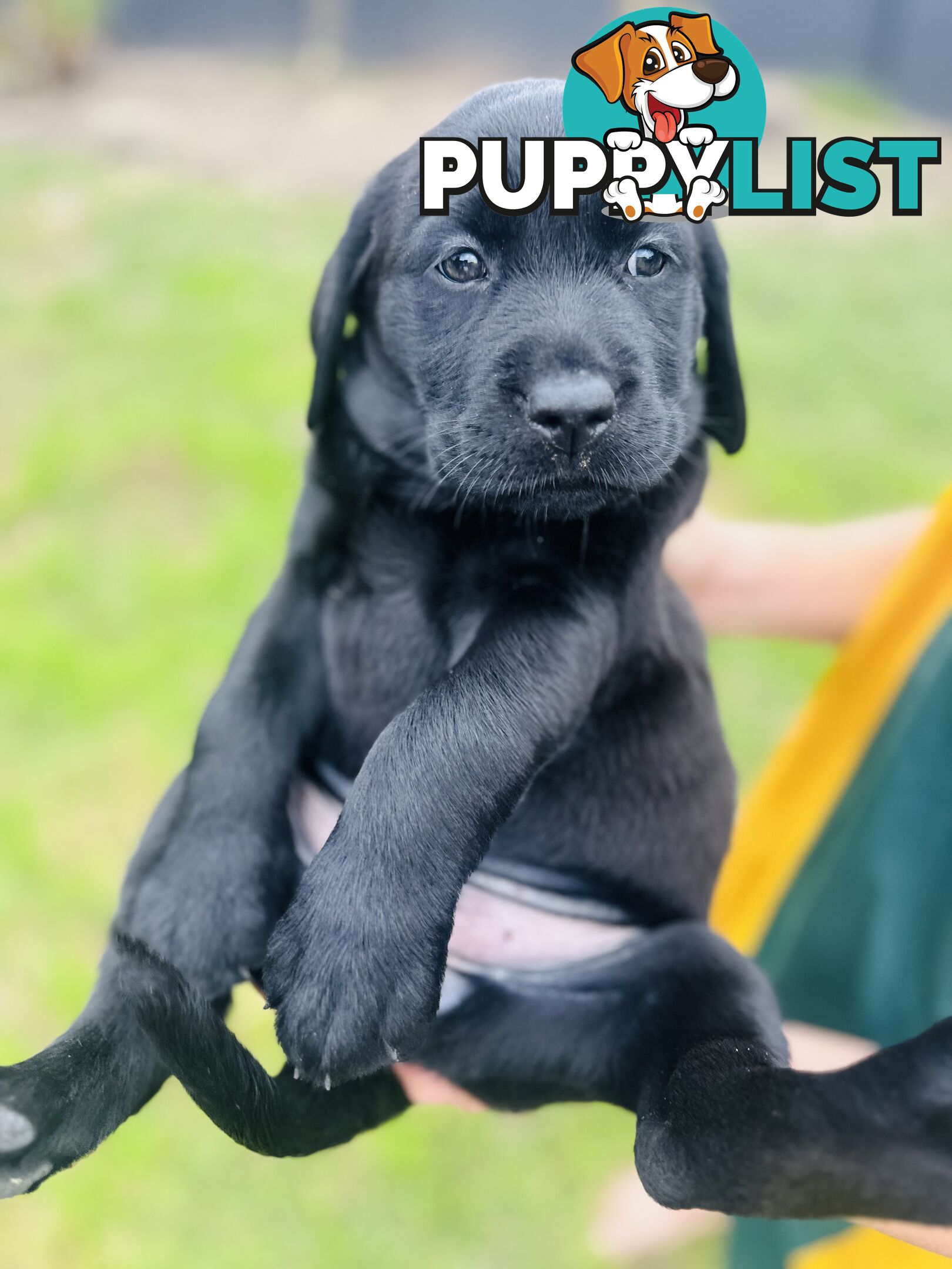 Chocolate and black Labrador purebred puppies