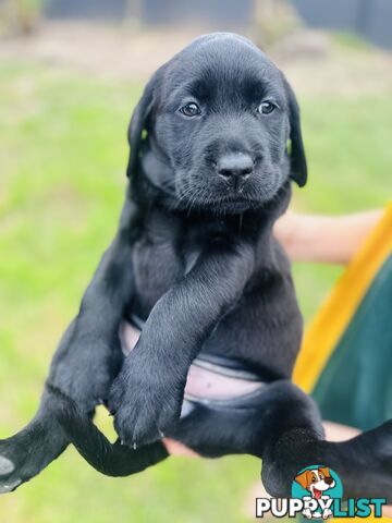 Chocolate and black Labrador purebred puppies