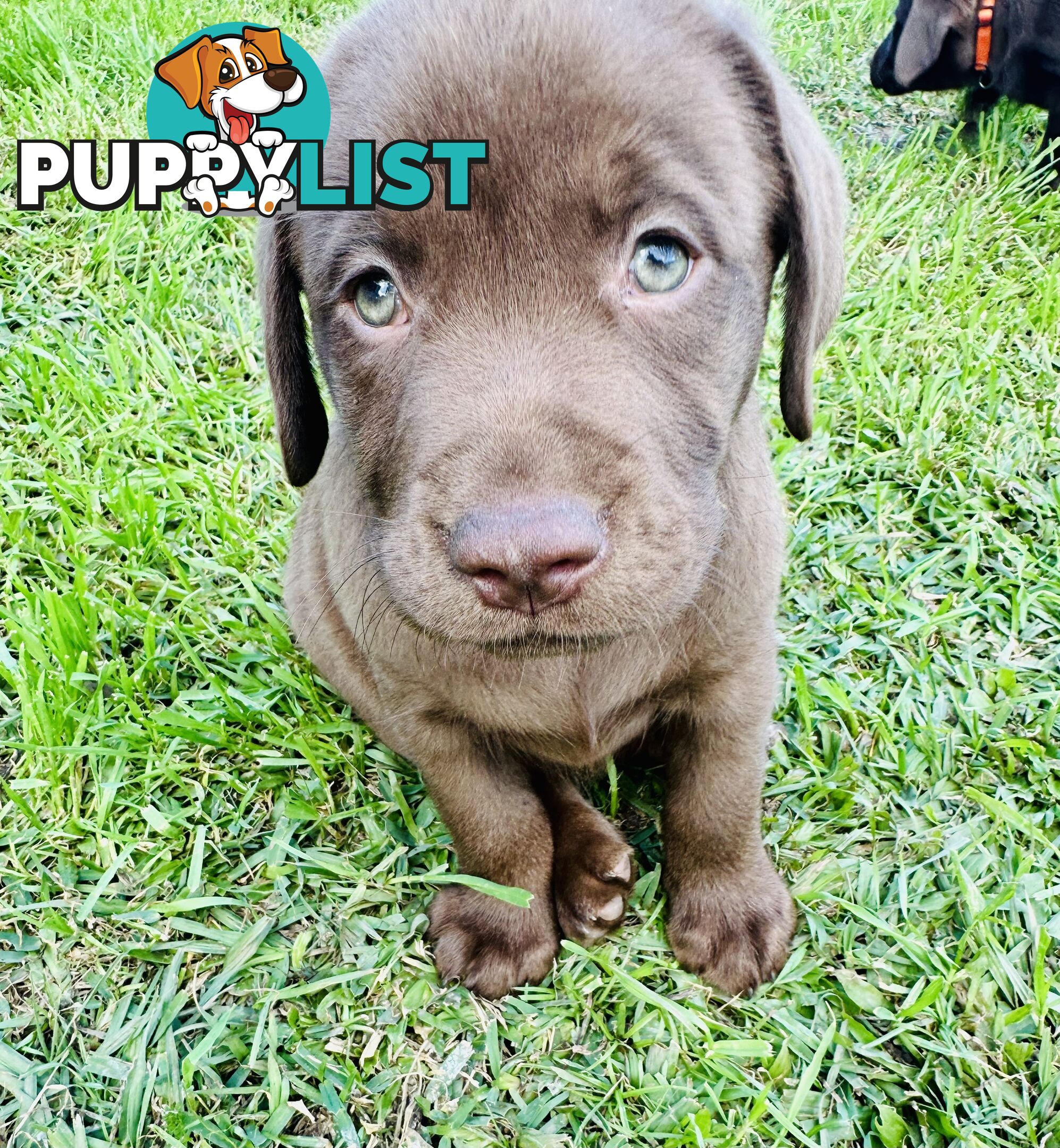 Chocolate and black Labrador purebred puppies