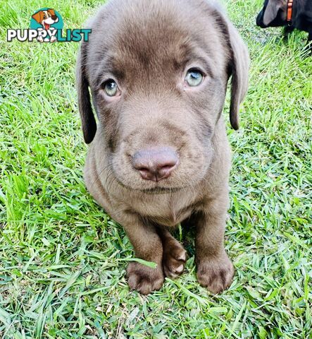 Chocolate and black Labrador purebred puppies