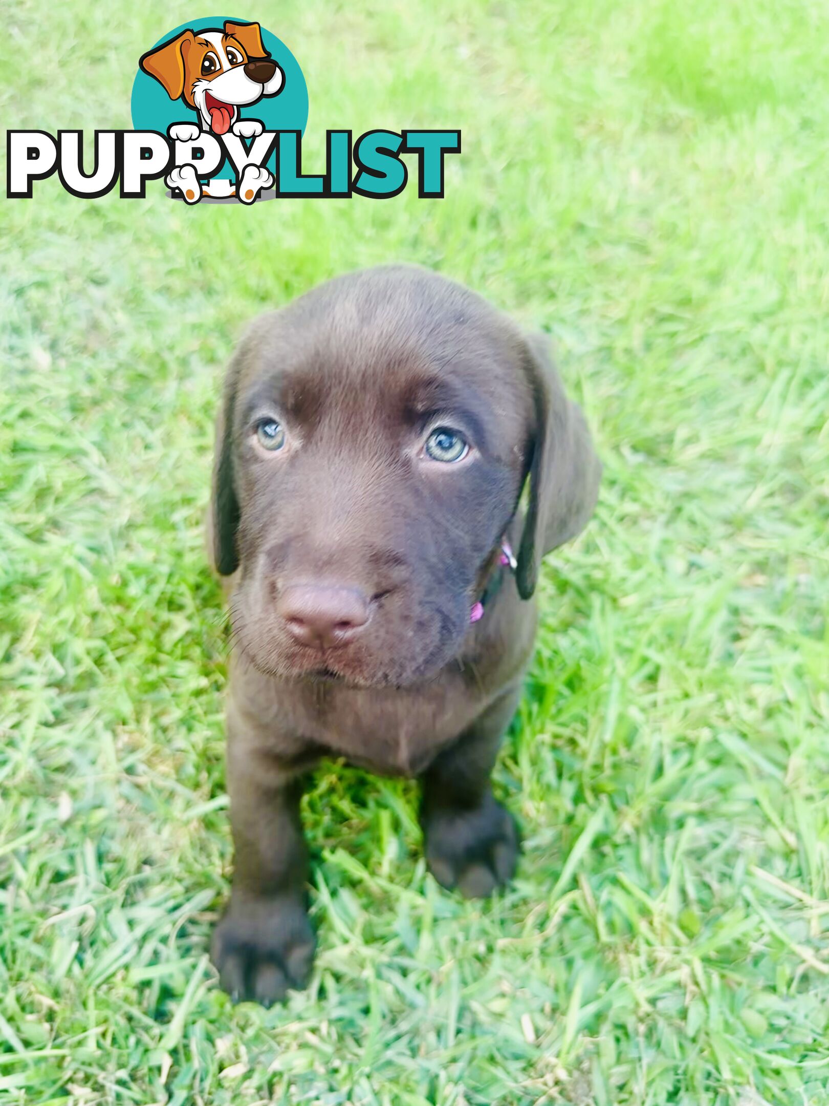 Chocolate and black Labrador purebred puppies