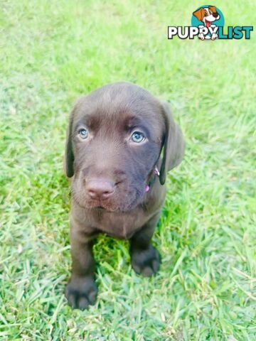 Chocolate and black Labrador purebred puppies