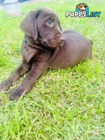 Chocolate and black Labrador purebred puppies