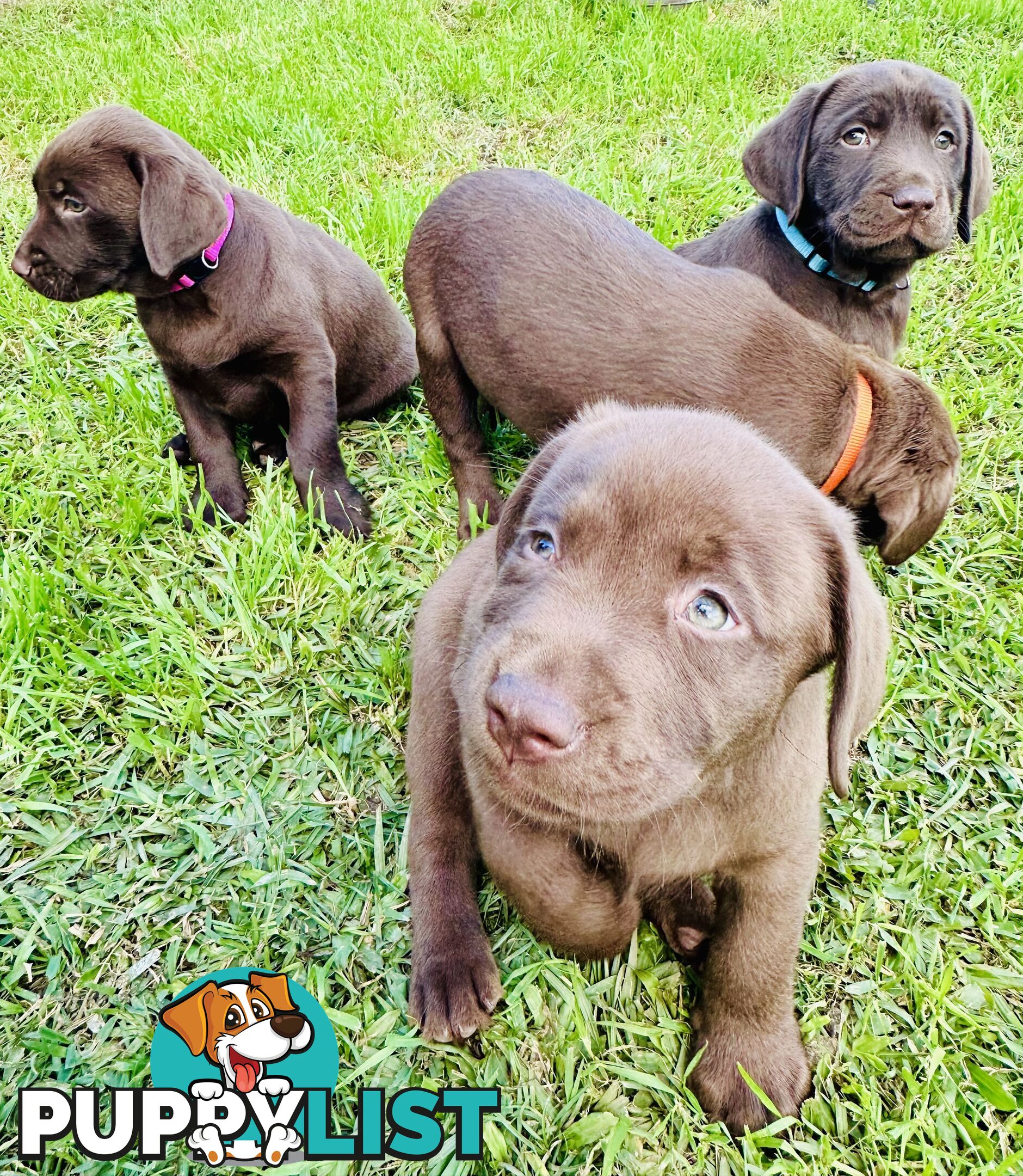 Chocolate and black Labrador purebred puppies