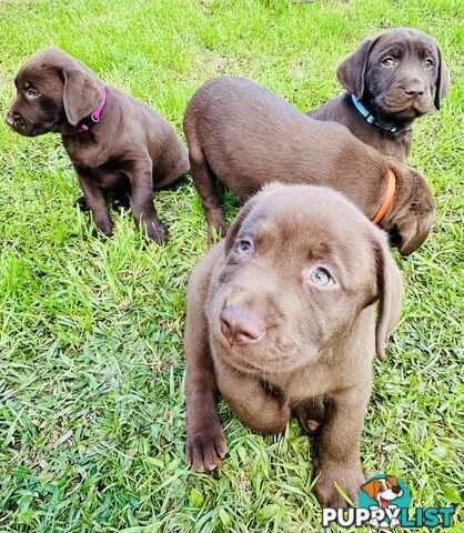 Chocolate and black Labrador purebred puppies