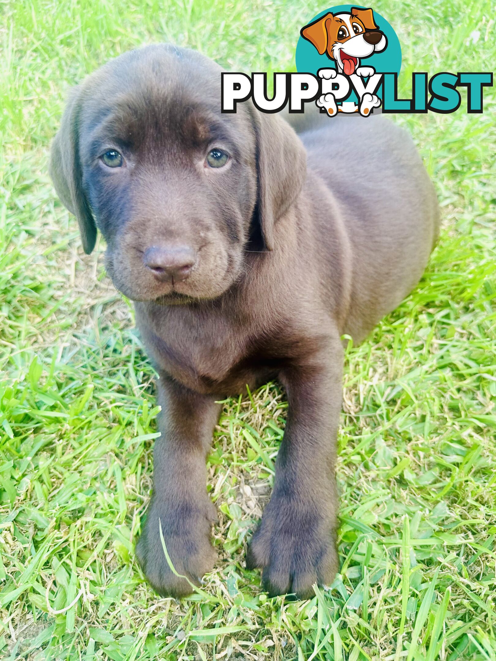 Chocolate and black Labrador purebred puppies