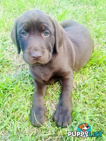 Chocolate and black Labrador purebred puppies
