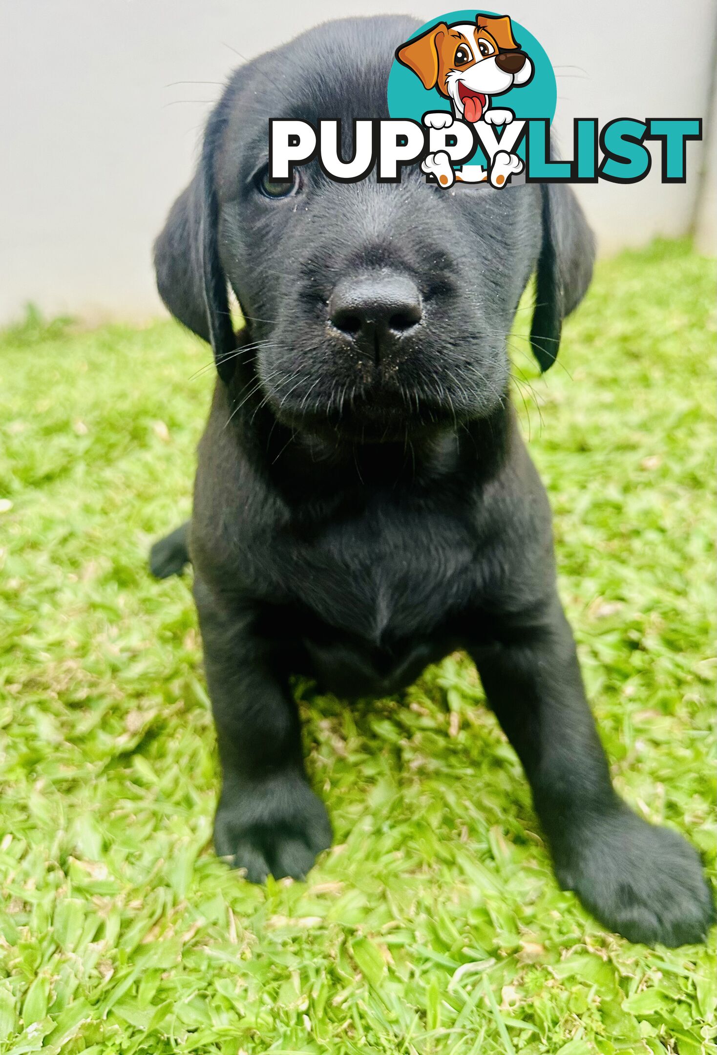 Chocolate and black Labrador purebred puppies