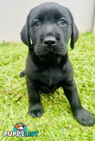 Chocolate and black Labrador purebred puppies