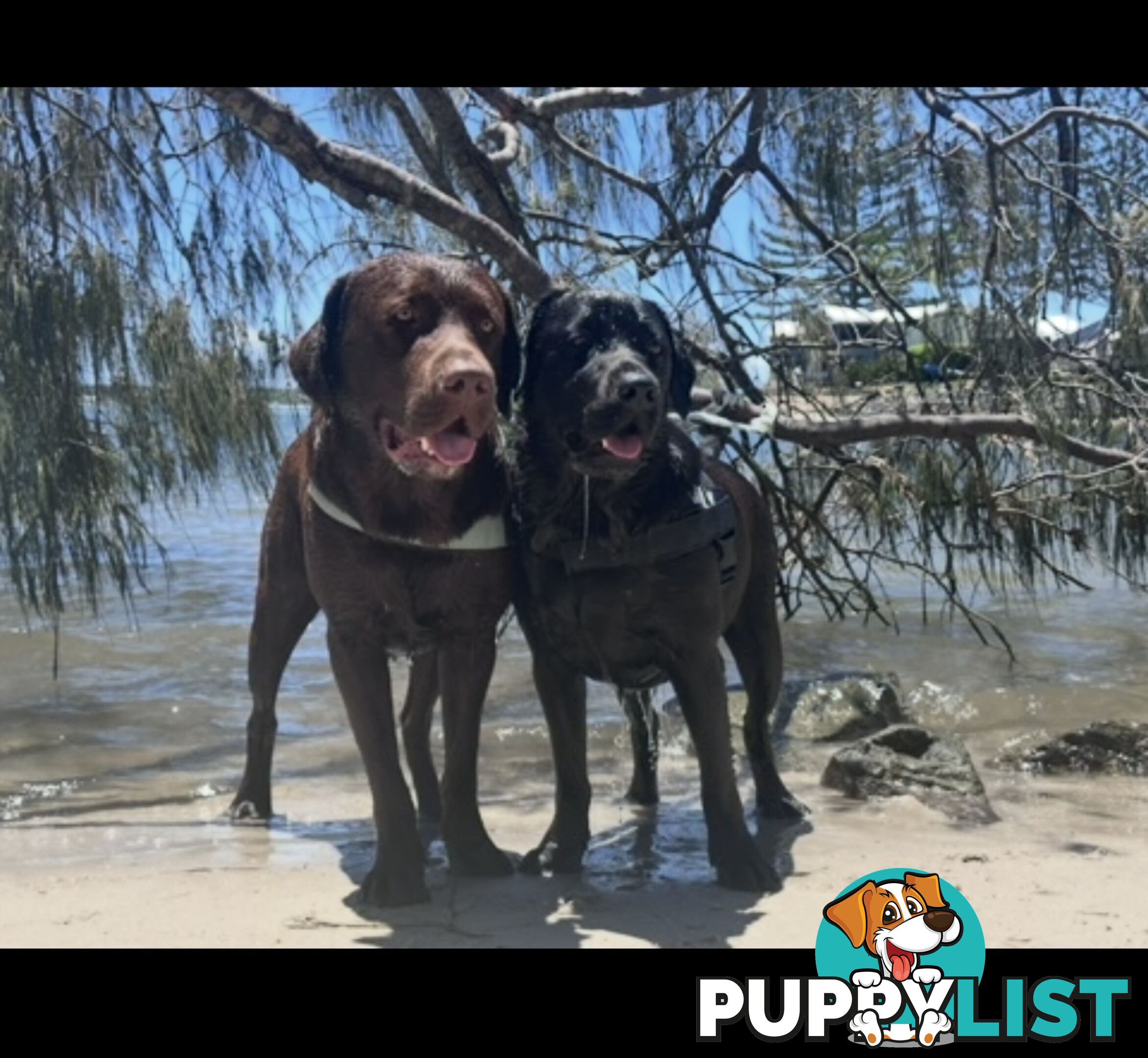 Chocolate and black Labrador purebred puppies