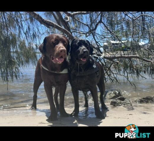 Chocolate and black Labrador purebred puppies