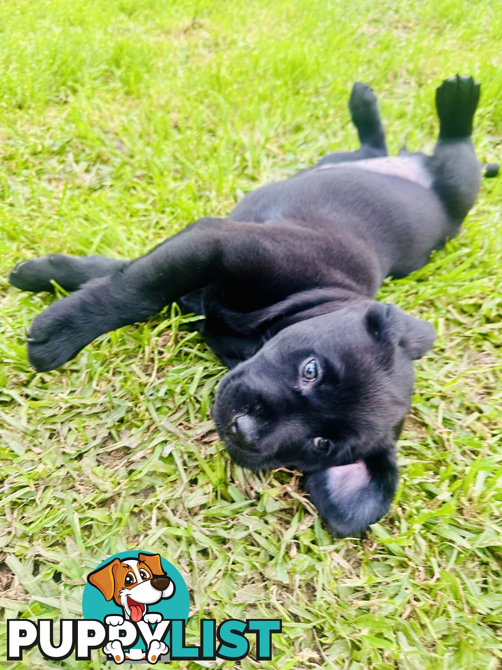 Chocolate and black Labrador purebred puppies
