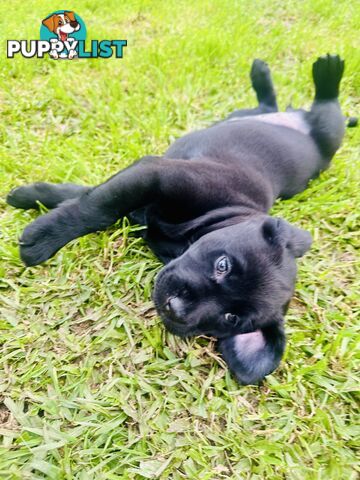 Chocolate and black Labrador purebred puppies