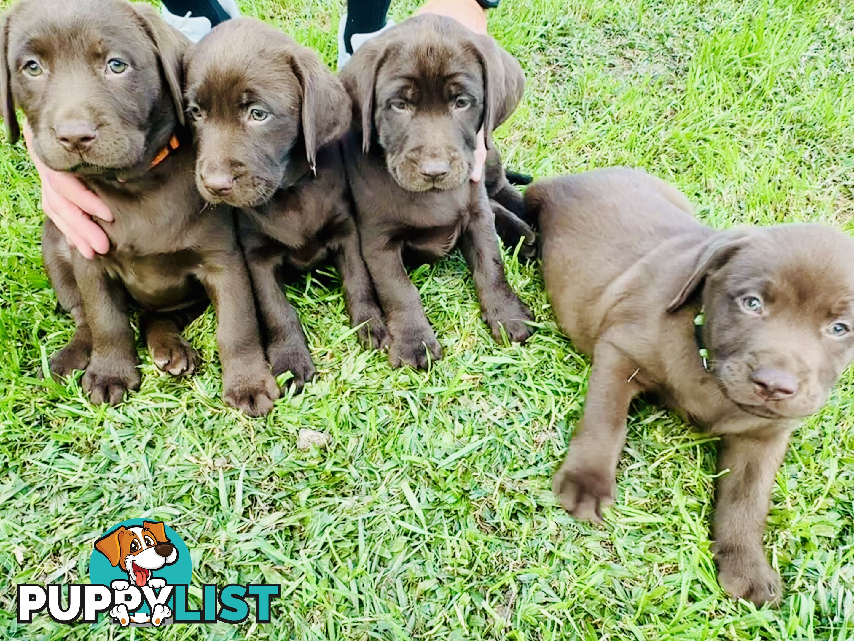 Chocolate and black Labrador purebred puppies