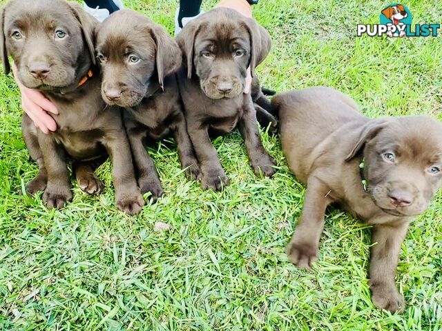 Chocolate and black Labrador purebred puppies