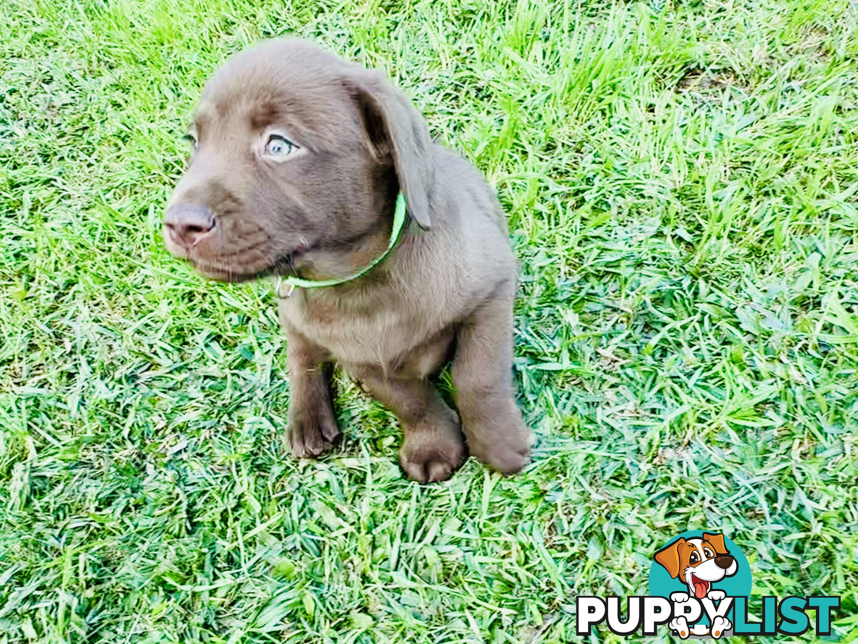 Chocolate and black Labrador purebred puppies