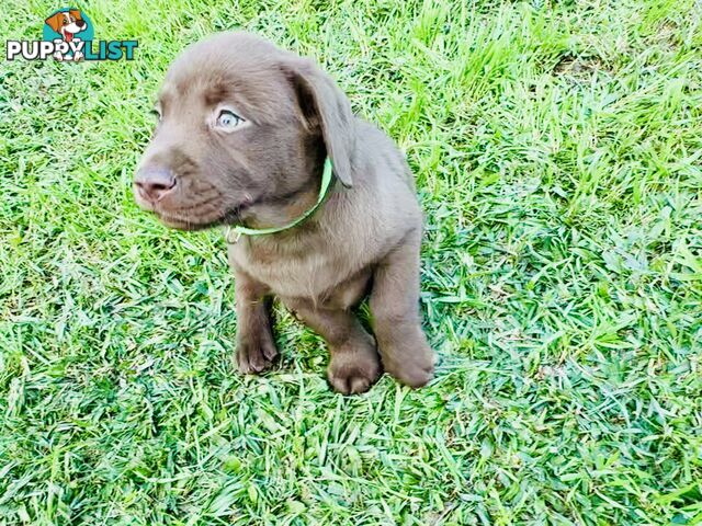Chocolate and black Labrador purebred puppies