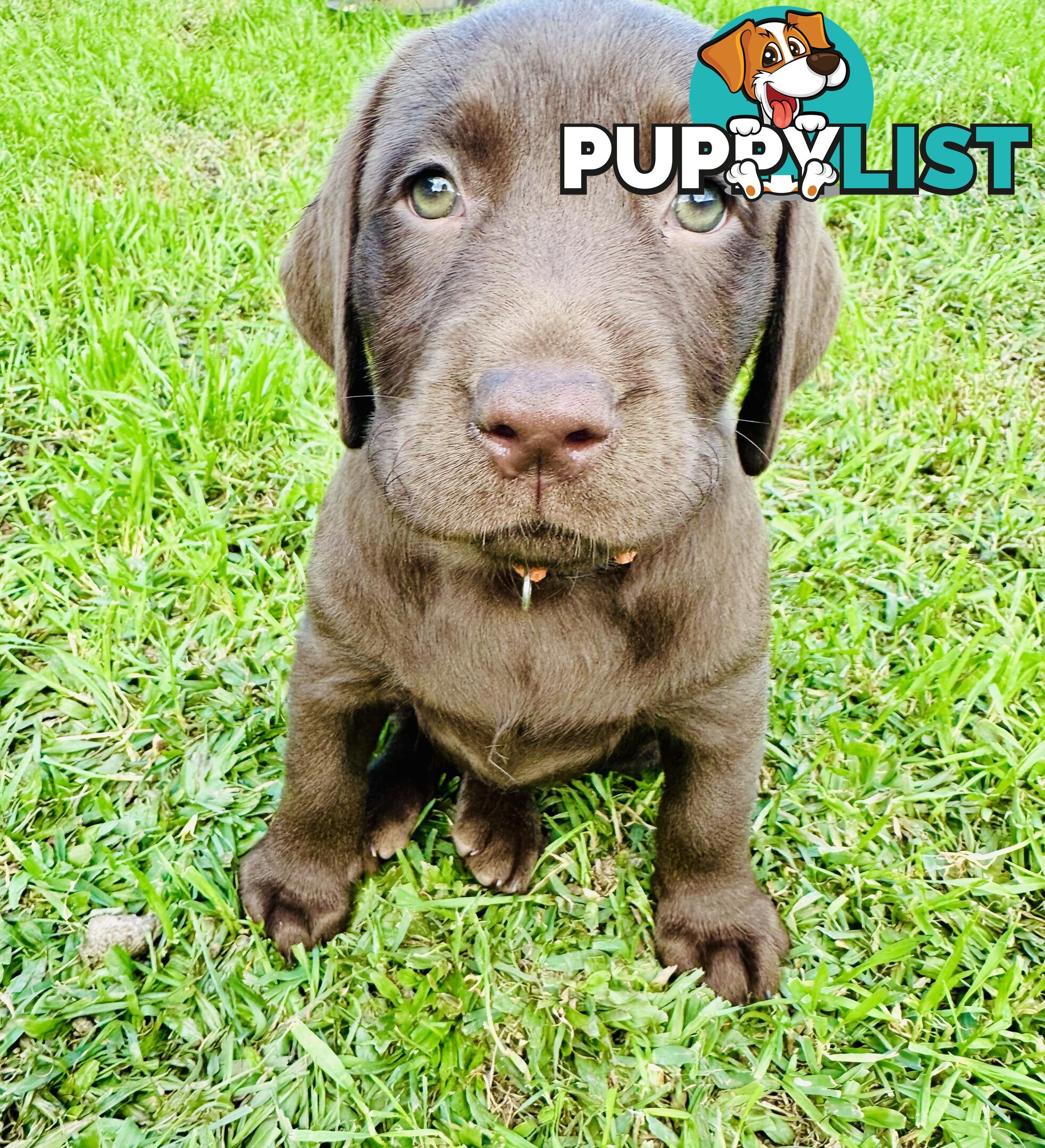 Chocolate and black Labrador purebred puppies