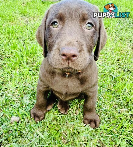Chocolate and black Labrador purebred puppies