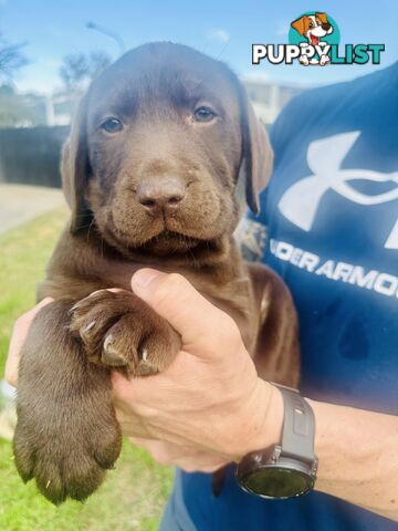 Chocolate and black Labrador purebred puppies