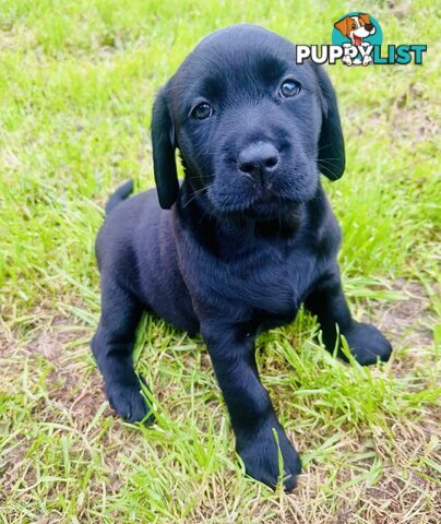 Chocolate and black Labrador purebred puppies