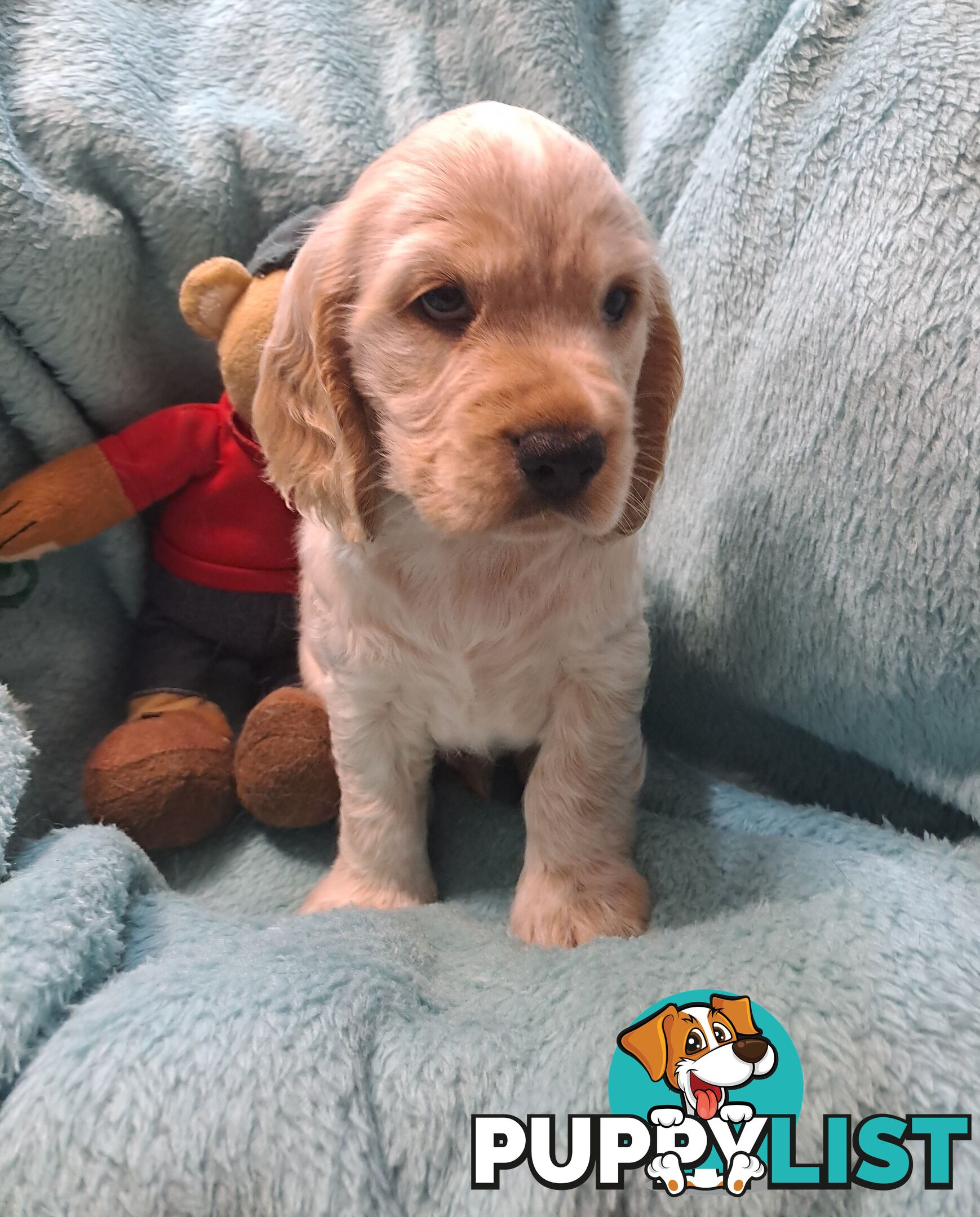 Pure English Cocker spainel puppies