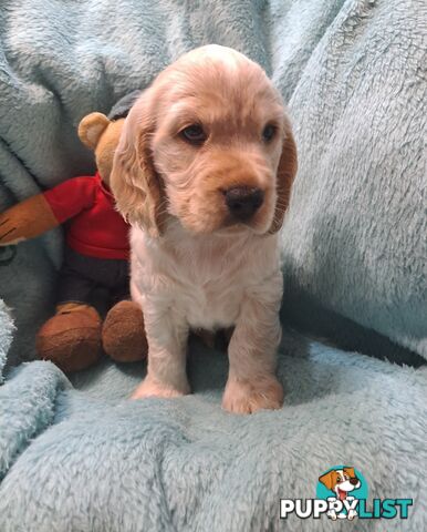 Pure English Cocker spainel puppies