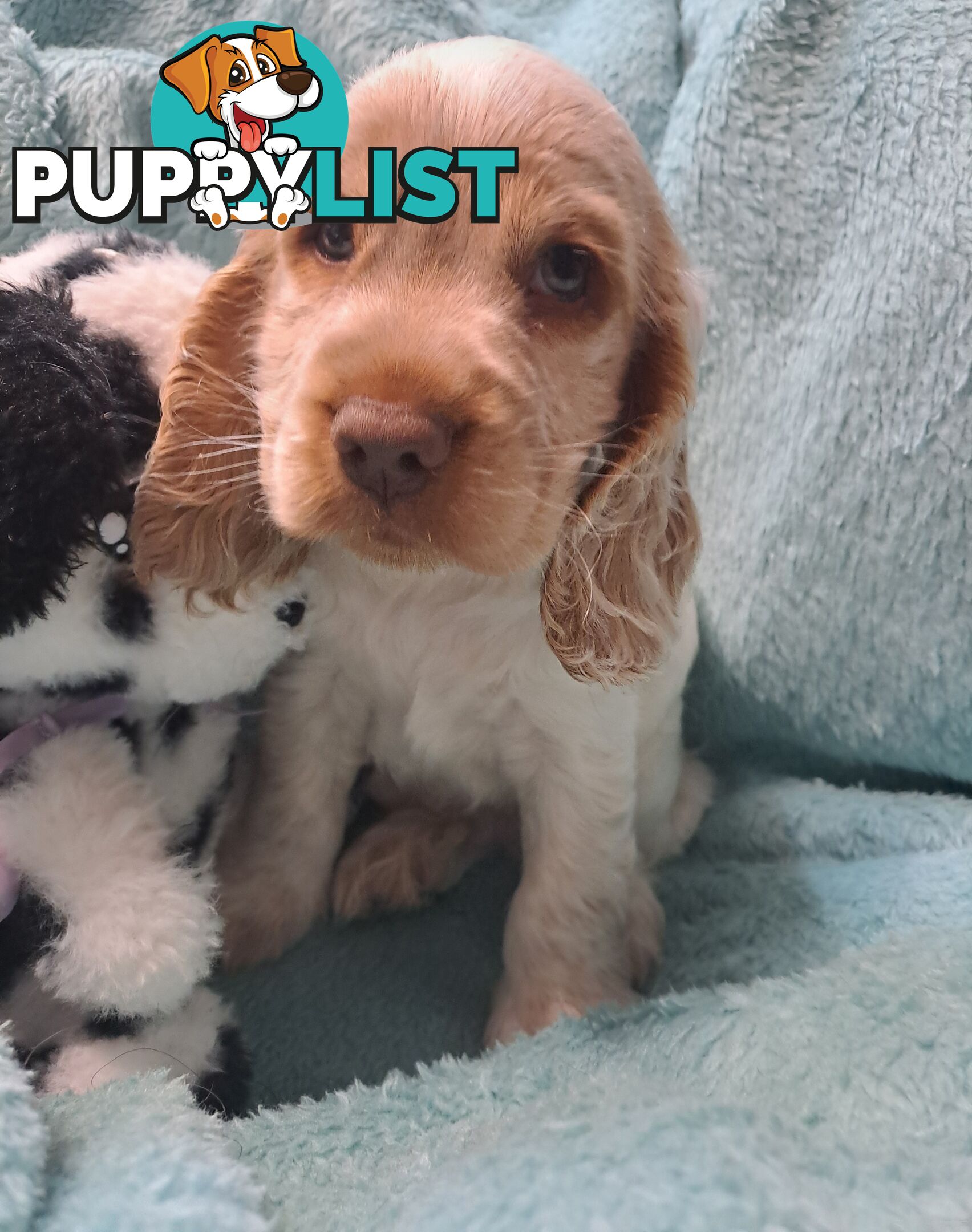 Pure English Cocker spainel puppies