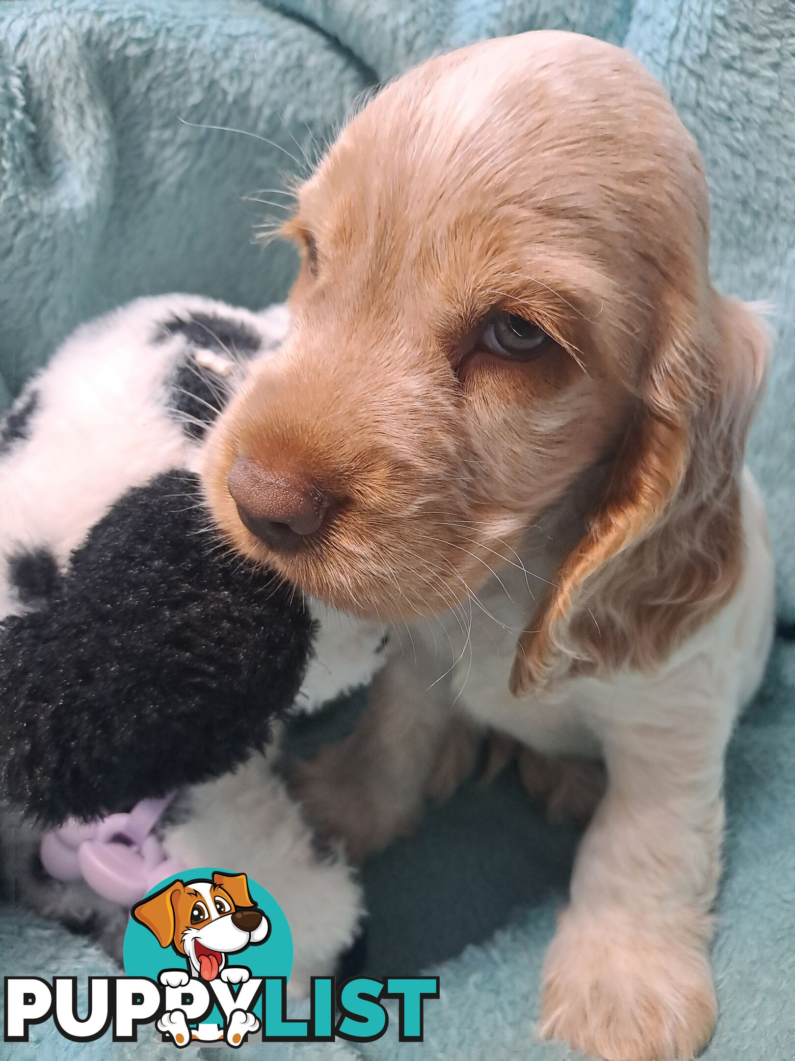 Pure English Cocker spainel puppies