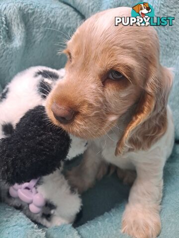 Pure English Cocker spainel puppies