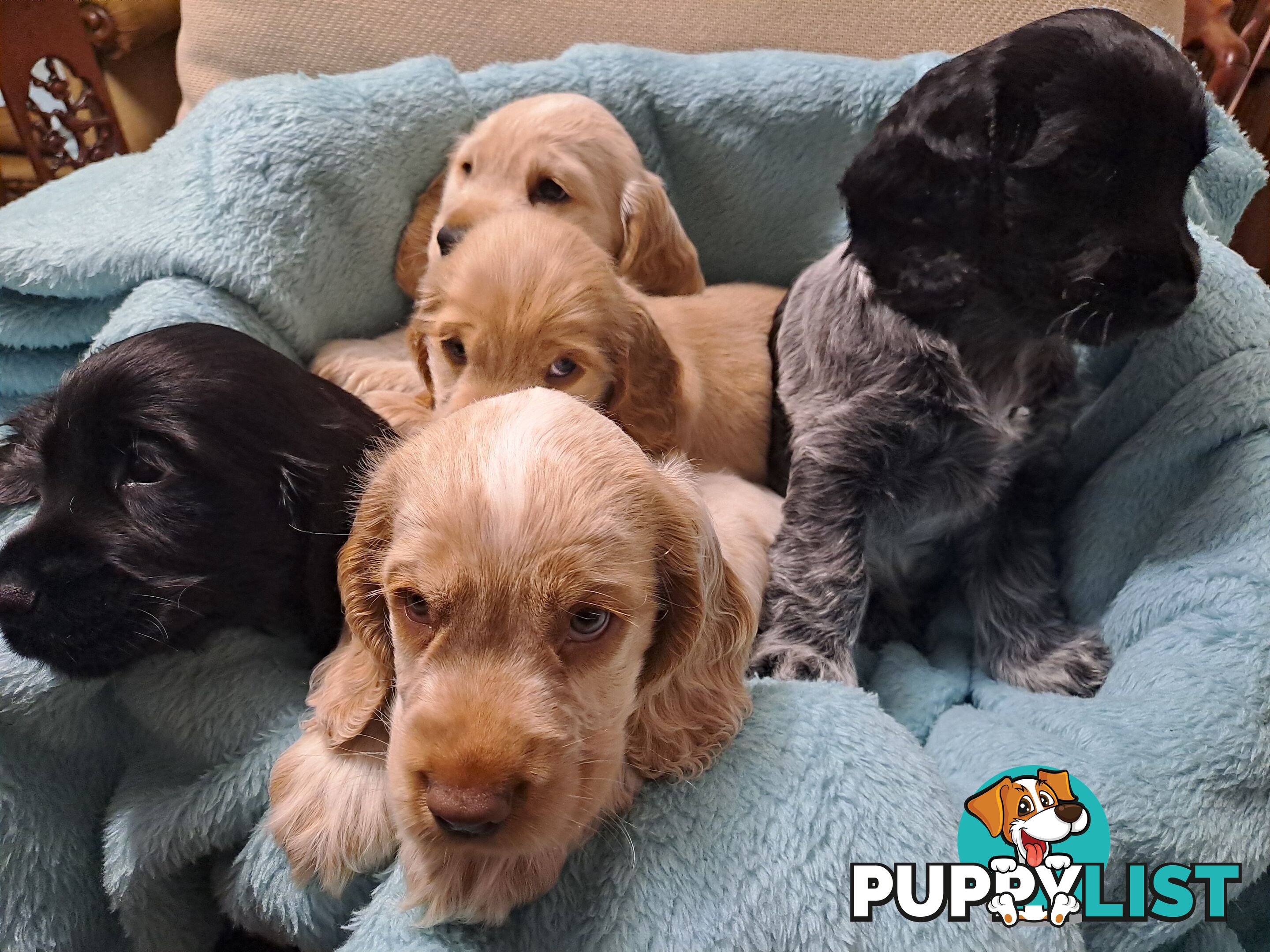 Pure English Cocker spainel puppies