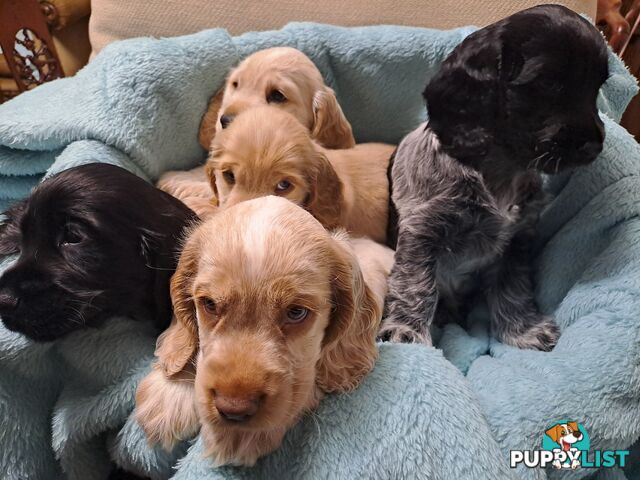 Pure English Cocker spainel puppies