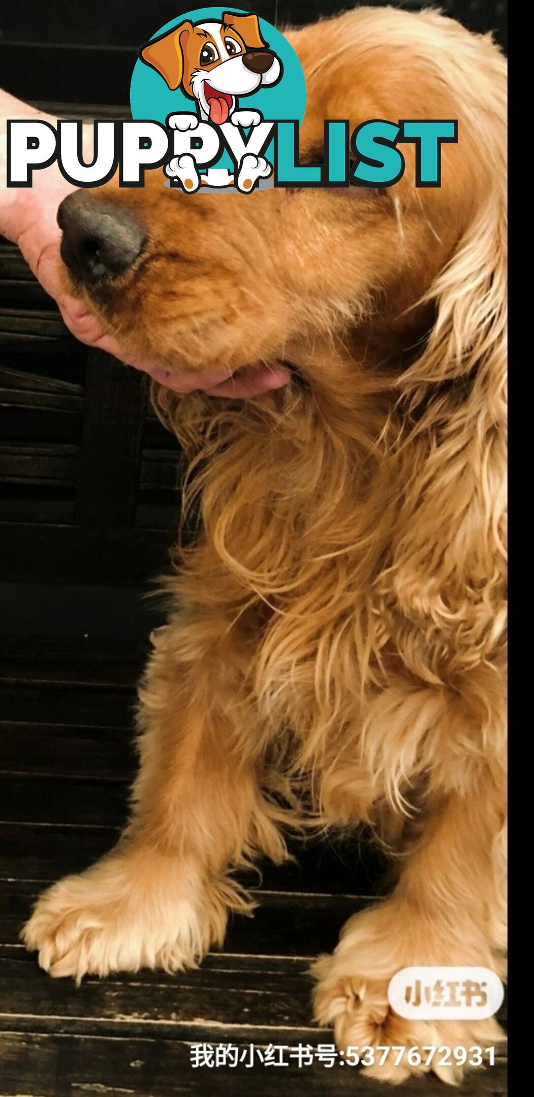 Pure English Cocker spainel puppies