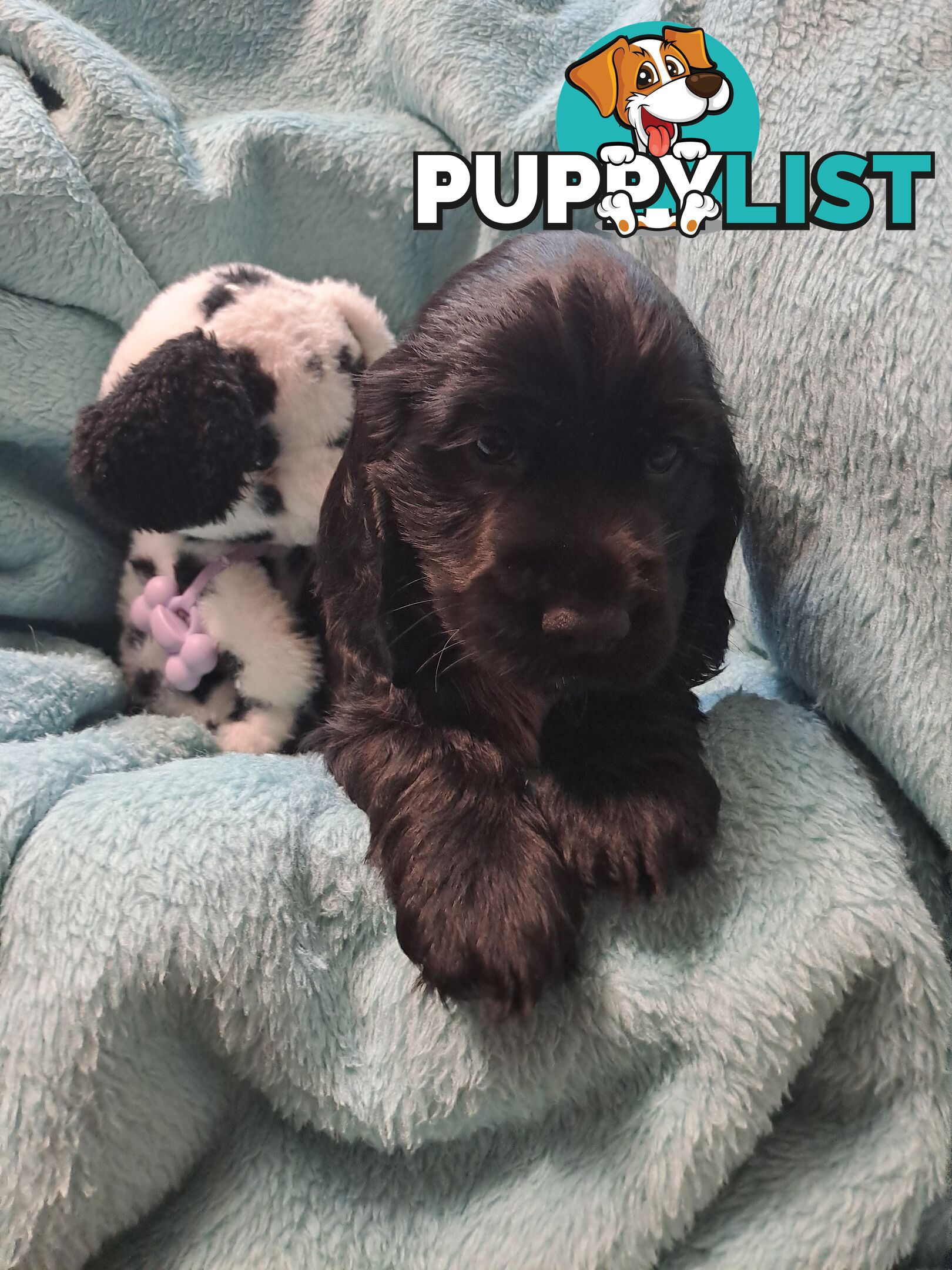 Pure English Cocker spainel puppies