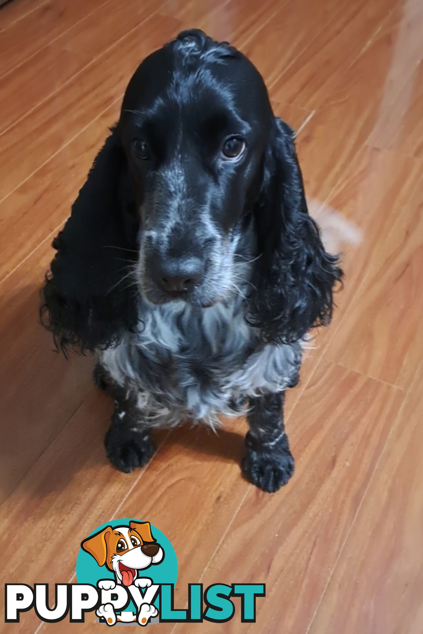 Pure English Cocker spainel puppies