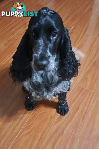 Pure English Cocker spainel puppies