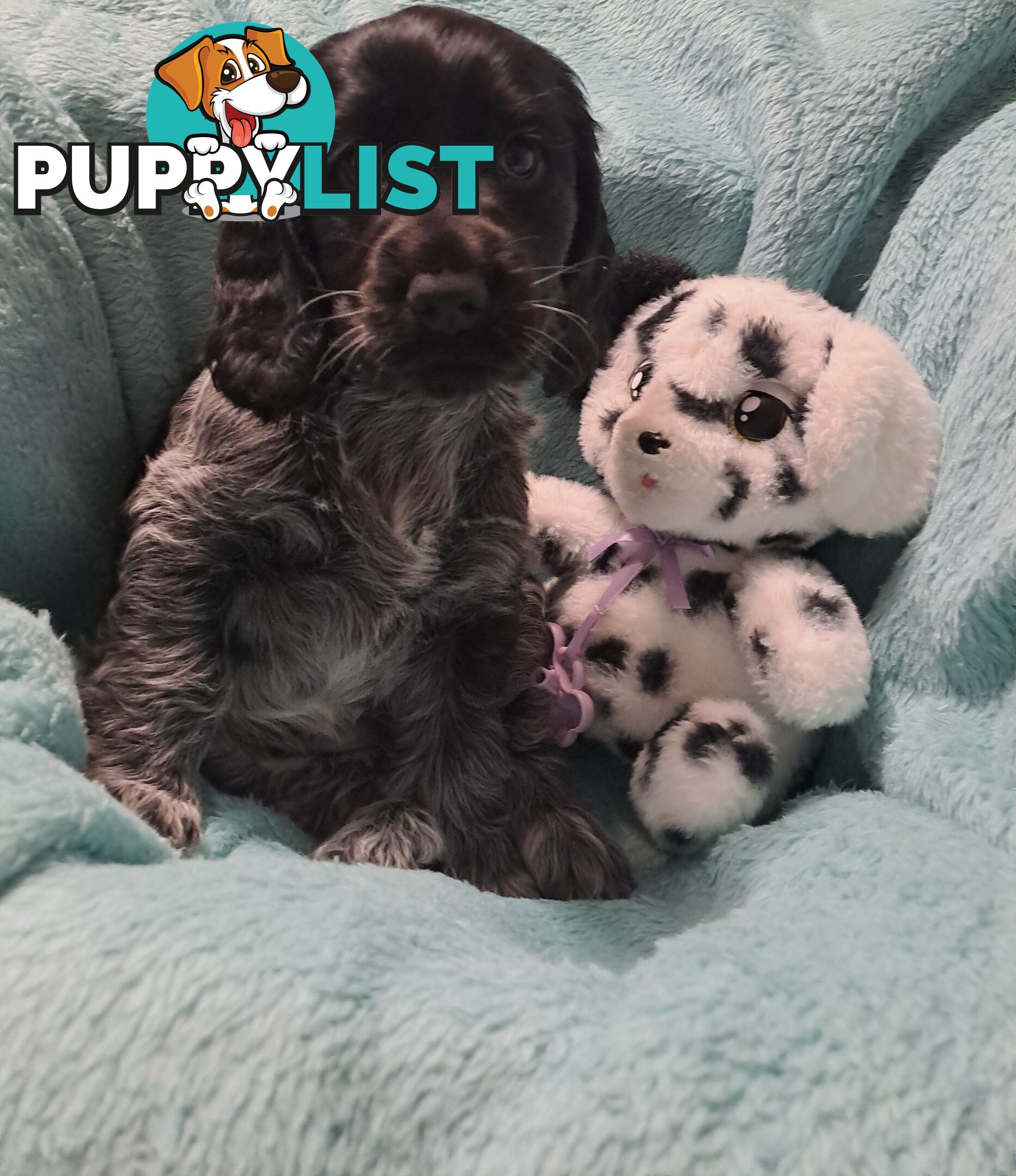 Pure English Cocker spainel puppies