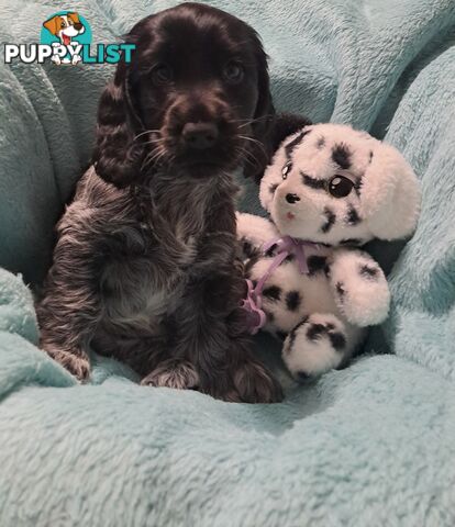 Pure English Cocker spainel puppies