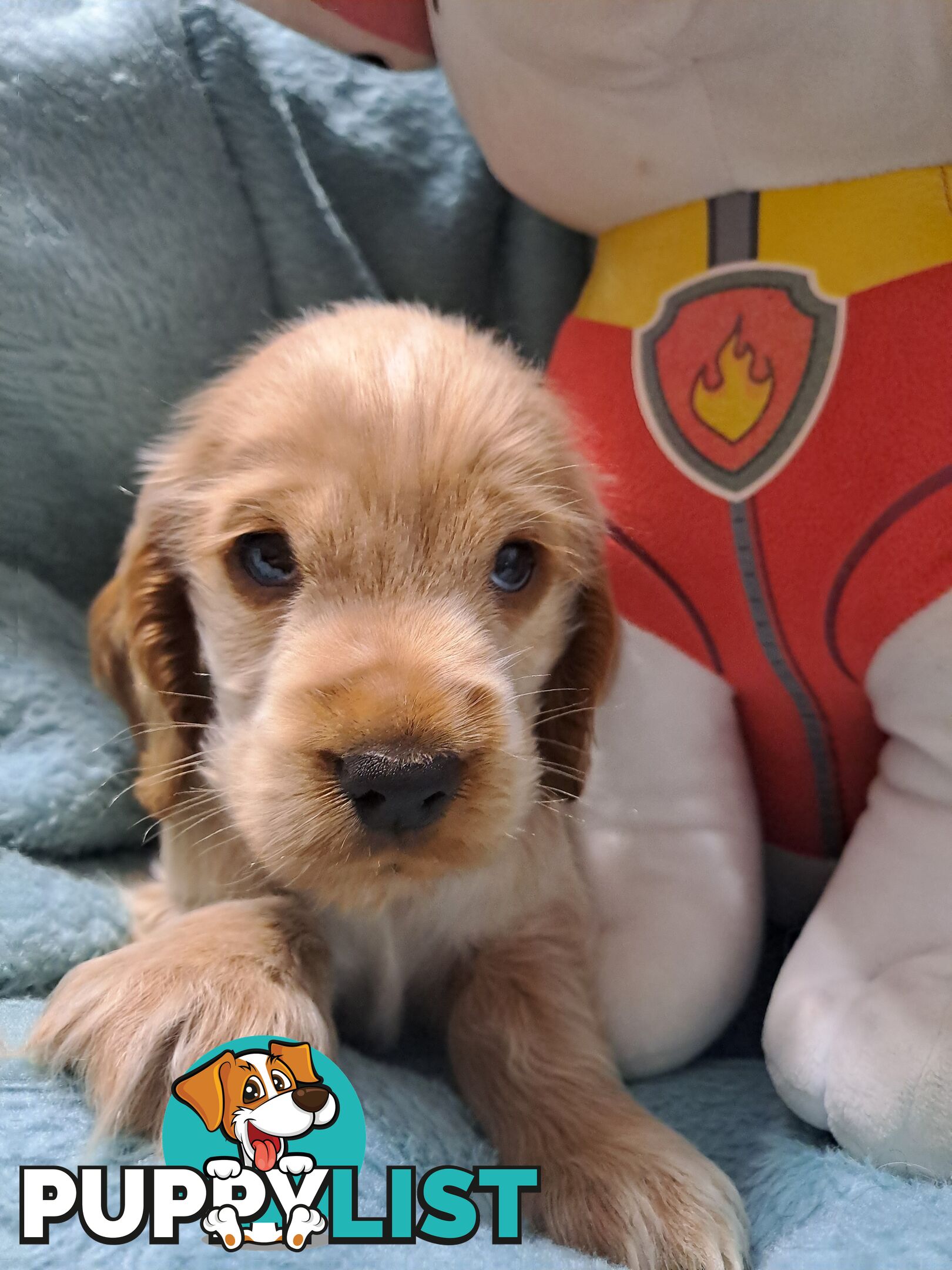 Pure English Cocker spainel puppies